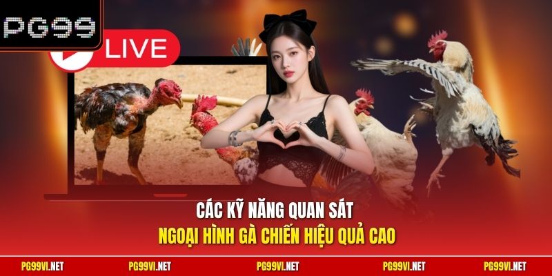 Các kỹ năng quan sát ngoại hình gà chiến hiệu quả cao